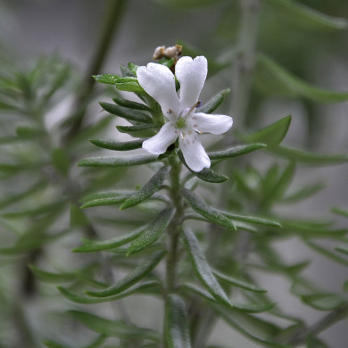 Westringia fruticosa