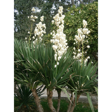 Yucca gloriosa