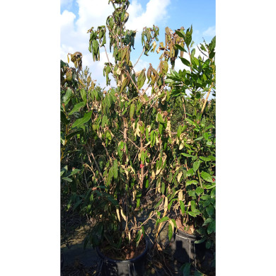Viburnum rhytidophyllum