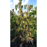 Viburnum rhytidophyllum
