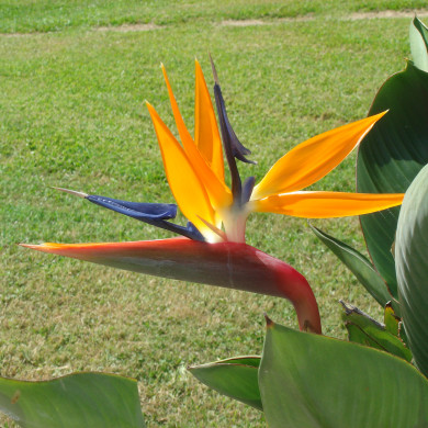 Strelitzia reginae