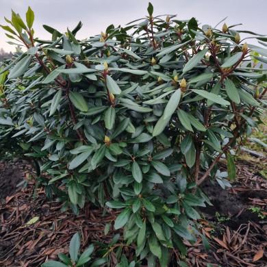 Rhododendron ponticum