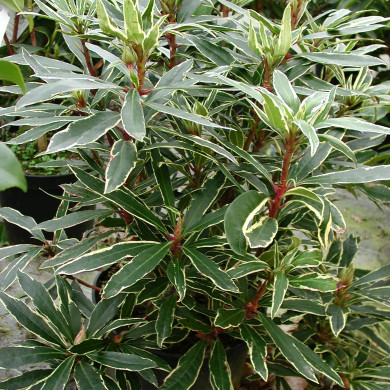 Rhododendron ponticum 'Variegatum'