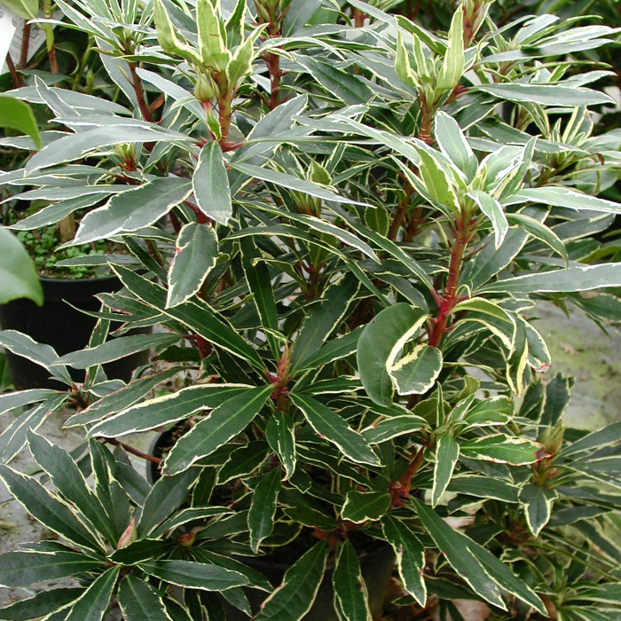 Rhododendron ponticum 'Variegatum'