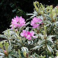 Rhododendron ponticum 'Variegatum'