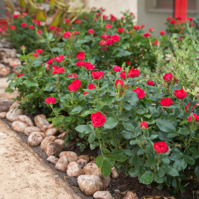 Rosier Zepeti® meibenbino