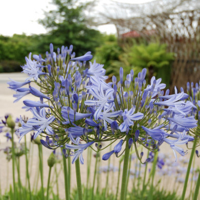 Agapanthus 'Charlotte'