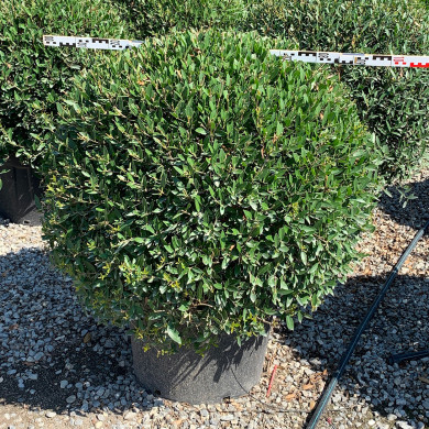 Phillyrea angustifolia