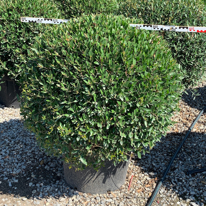 Phillyrea angustifolia