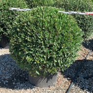 Phillyrea angustifolia