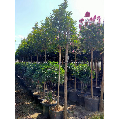 Photinia x fraseri 'Red Robin'