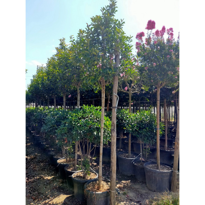 Photinia x fraseri 'Red Robin'