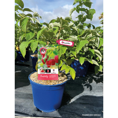 Framboisier Frambélise®