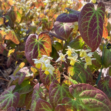 Epimedium x perralchicum 'Frohnleiten'