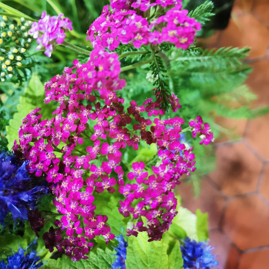 Achillea millefolium 'Lilac Beauty'