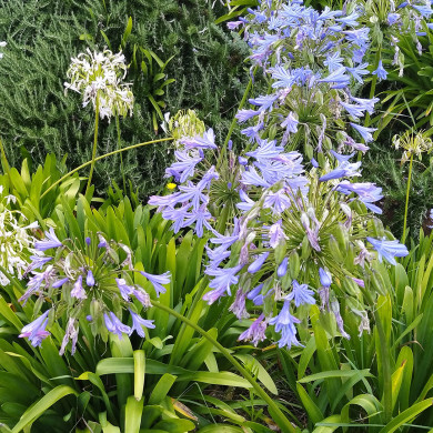 Agapanthus africanus