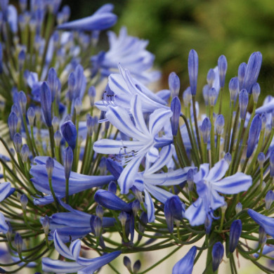 Agapanthus 'Charlotte'