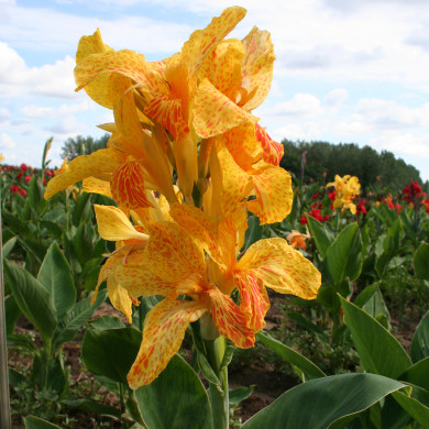 Canna 'En Avant'