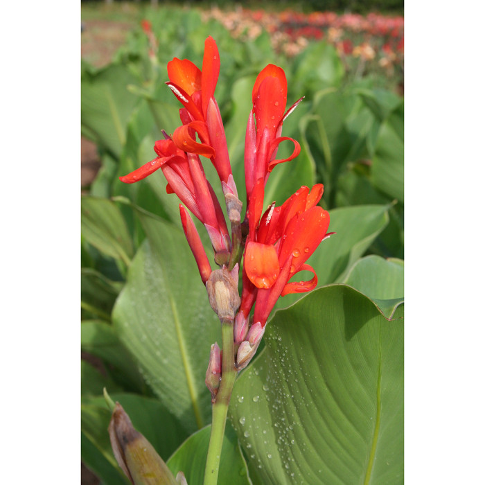 Canna 'Marabout'