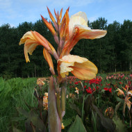 Canna 'Madame Angèle Martin'