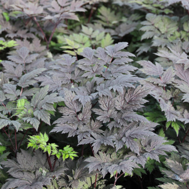 Actaea simplex 'Pink Spike'