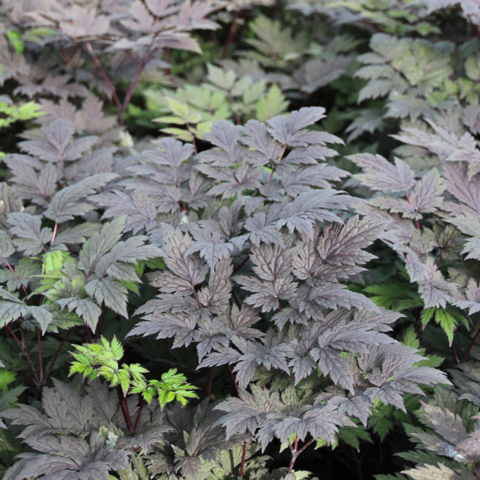 Actaea simplex 'Pink Spike'