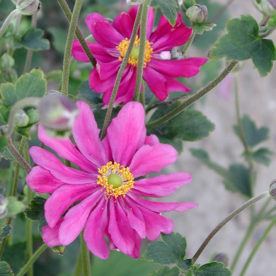 Anemone x hybrida 'Rubra Plena'