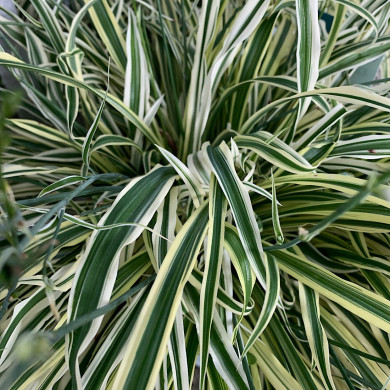 Arthropodium candidum 'Little Lilia'