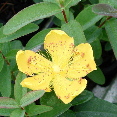 Hypericum calycinum