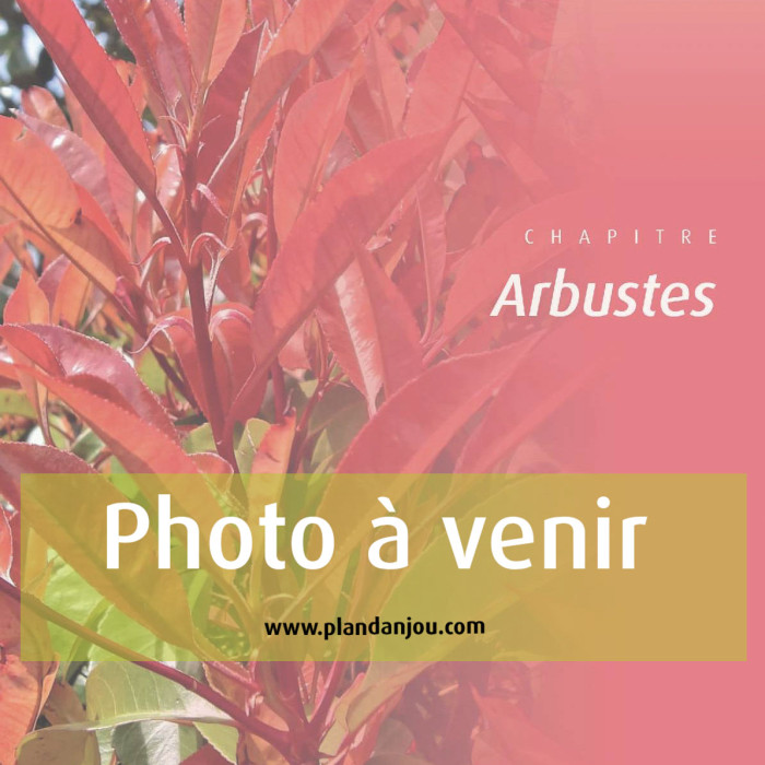 Hydrangea macrophylla 'Wudu'