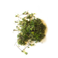 Fragments de sédum (prix au Kilo)
