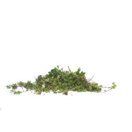 Fragments de sédum (prix au Kilo)