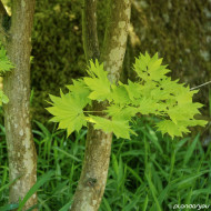 Acer shirawasanum 'Aureum'
