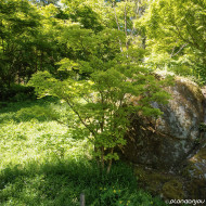 Acer shirawasanum 'Aureum'