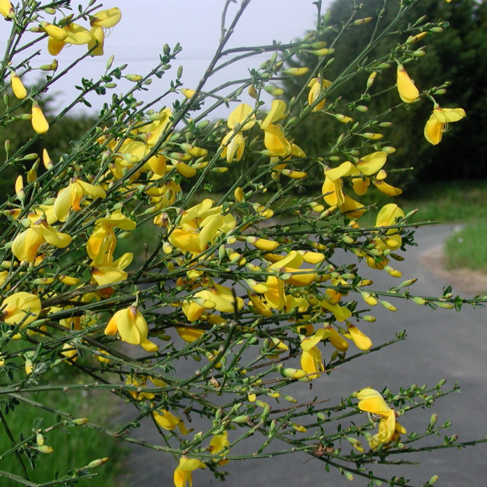 Cytisus scoparius