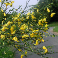 Cytisus scoparius