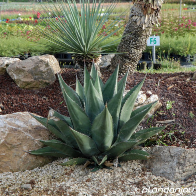 Agave montana