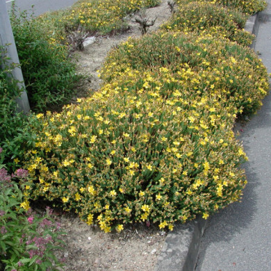 Hypericum olympicum