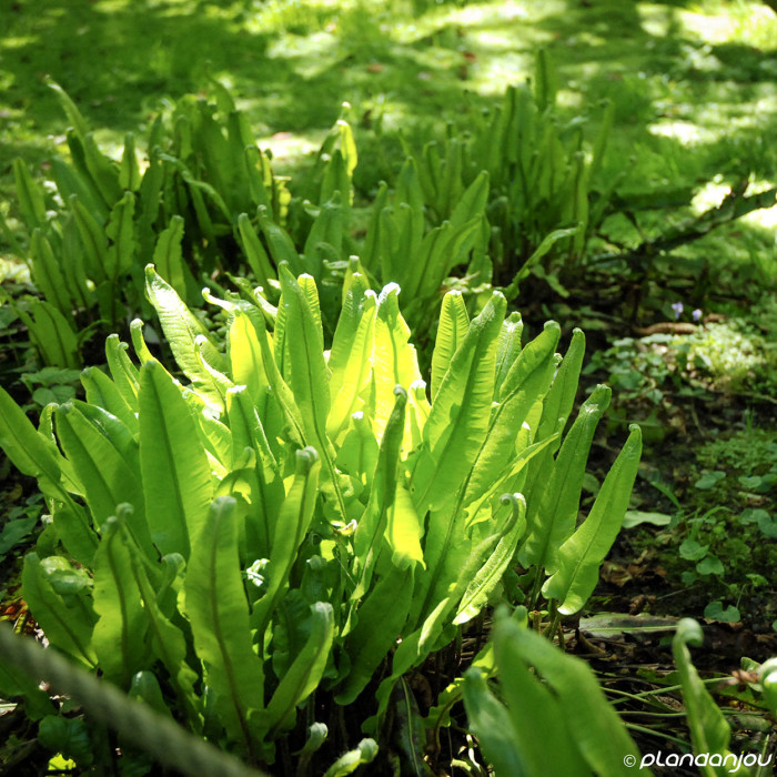 Asplenium scolodendrium