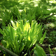 Asplenium scolodendrium