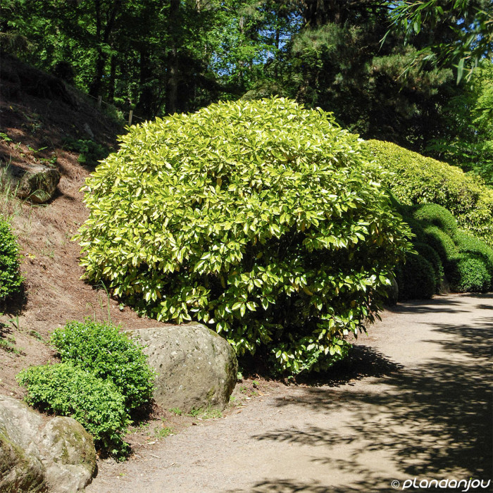 Aucuba japonica