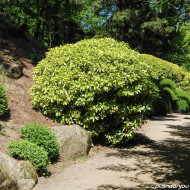 Aucuba japonica