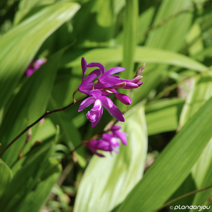 Bletilla striata