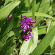 Bletilla striata