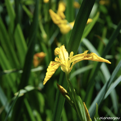 Iris pseudacorus