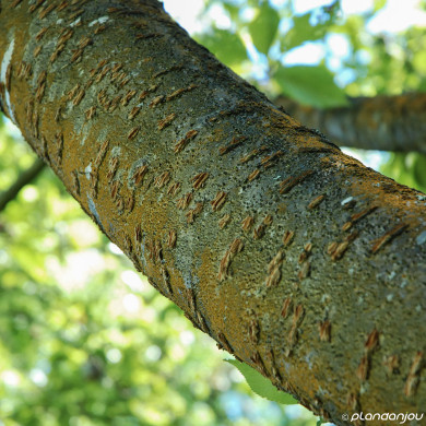 Prunus serrulata 'Kanzan'