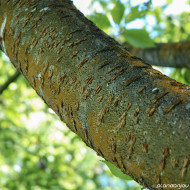 Prunus serrulata 'Kanzan'