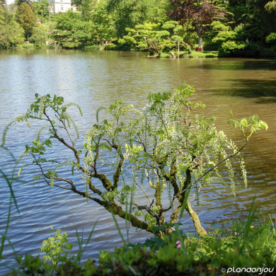 Wisteria sinensis 'Alba'