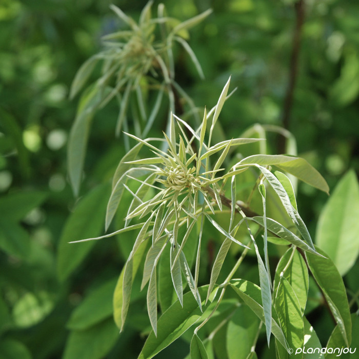 Chionanthus virginicus