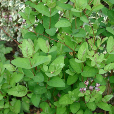 Hypericum x inodorum 'Elstead'